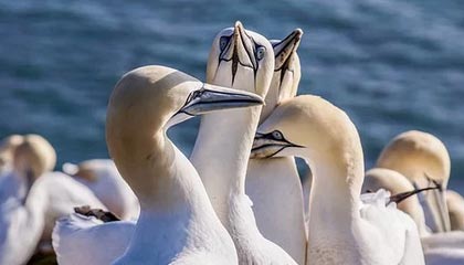 “五星出东方”，它在说什么？