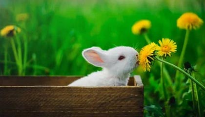 新疆轮台县原始胡杨林迎来最佳观赏期