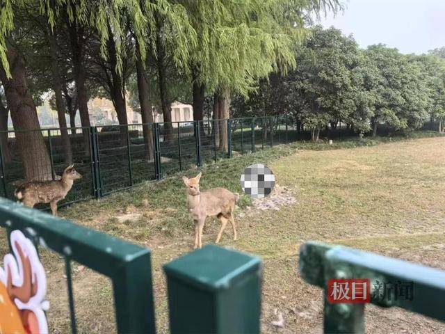 上海交大回应校内小鹿死亡：暂未确定原因，初步判断被貉咬过