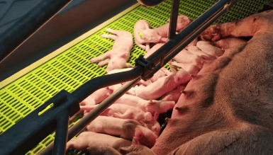 猪价持续“探底”,拐点何时到来?