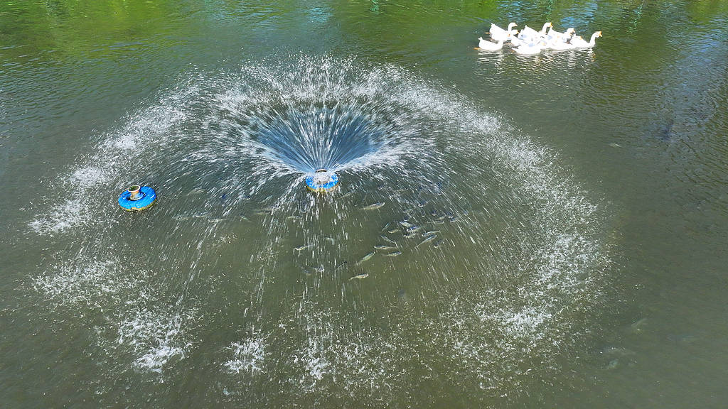 农妇荒塘内开挖养鱼被控罪,免于刑事处罚也很冤